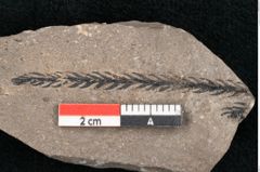 Foto (Detailansicht) von Plantae indet.  (NHMW-GEO-2024-0188-11197)